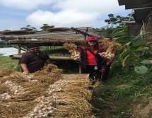 Panen bawang putih