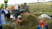 Panen padi di Bojonegoro (Foto: Anto)