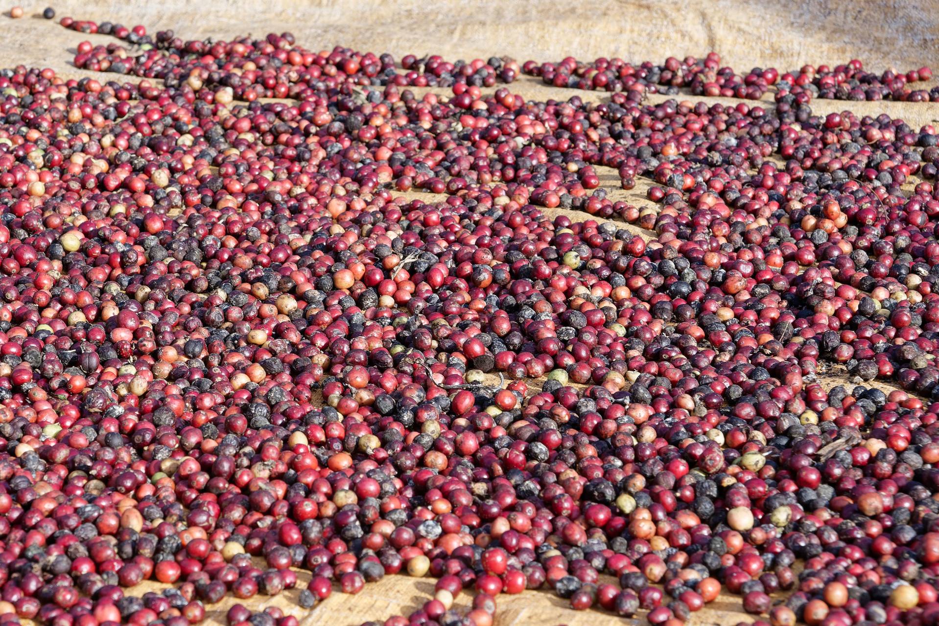 Kopi Indonesia Flores