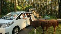 Taman Safari Prigen, Pasuruan, Jawa Timur (Foto: Pegipegi.com)