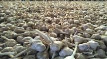 Bawang putih lokal