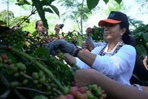 Pemerintah Dukung Program Pembiayaan dan Bimbingan Teknis Petani Kopi