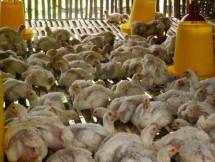 FAO Apresiasi Kementan Berhasil Kendalikan Flu Burung