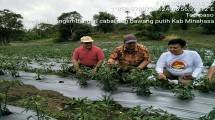 Kawasan Kaki Gunung Sopotan Minahasa Penyangga Cabai dan Bawang Merah