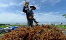 Ilustrasi petani rumput laut (ist)