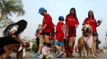 Para Pencinta Anjing dalam acara Dog Walk yang diselenggarakan oleh Royal Canin, minggu, 22 Juli 