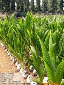 8000 Bibit Kelapa Untuk Kelompok Tani di Kebumen