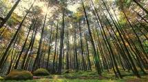 Ilustrasi Hutan (Foto: BBPK)