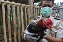 Flue Burung *foto Dok Industry.co,id)