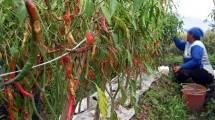 Petani Cabai (ist)