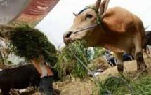 Sapi (foto dok Industri.co.id)