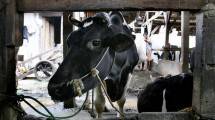 Produksi Susu Nasional Semakin Memprihatinkan
