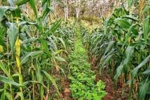 Lahan kering dan rawa yang sukses menghasilkan pertanian