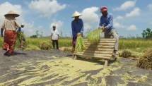 Petani panen padi jenis Inpari 40 di Desa Banyu Urip, Kecamatan Praya Barat, Kabupaten Lombok Tengah NTB