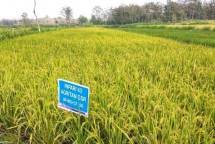 Sawah di Gunung Kidul