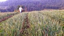 Lahan tanaman bawang putih
