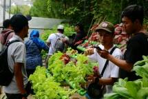 Panen Hydroponic bareng Aston Sentul
