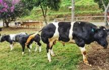 Belgian Blue Berkembangbiak, Jadi Harapan Baru Capai Swasembada Daging Sapi