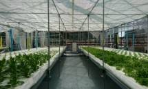 Fasilitas budidaya hidroponik selada di Yanmar Green Farm, Kota Ritto, Perfektur Shiga, Jepang 