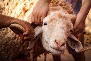 Pembagian Daging Kurban Istiqlal Kini Tanpa Kupon, Bagaimana Metodenya?