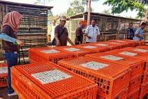 Lewat Beternak Ayam, Kementan Ingin Entaskan Kemiskinan Jember