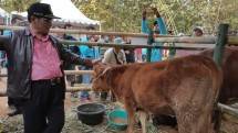 Sapi indukan (doc: Kementan)