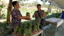 Panen bawang merah di Gn Kidul
