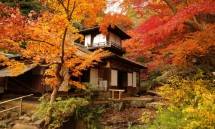 Wisata Musim Gugur di Prefektur Kanagawa