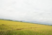 Momen Hari Tani Nasional, Saat Berkolaborasi Untuk Petani Sejahtera