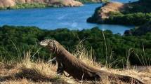 Taman Nasional Komodo (Foto:Kaskus)
