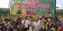 Hari Pahlawan Momentum Petani Jadi Pahlawan Jagung