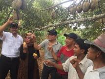 Panen duren (Foto: doc Kementan)