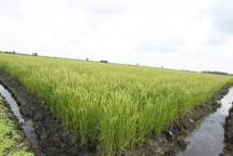 Sawah di lahan rawa