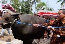 Bali Panen Pedet Hasil Upsus Siwab Sebanyak 48.222 ekor Tahun ini 