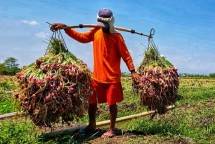 Petani sedang membawa bawang merah dari kebun