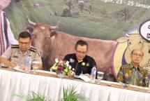 Tahun 2018, Pemerintah Tekan Angka Pemotongan Sapi Betina Produktif Hingga 47,10%