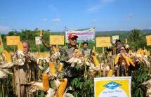 Petani panen Jagung 