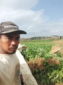 Kelompok petani sayuran