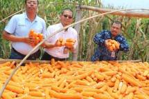 Masuk Panen Raya, Bupati Pacitan Minta Harga Jagung Stabil