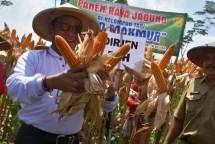 Panen jagung di Blitar
