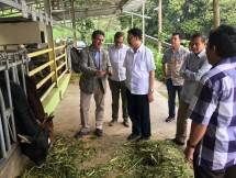 Sekjen Kementan Syukur Iwantoro meninjau peternakan sapi