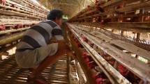 Harga Ayam Terjun Bebas, Peternak Rakyat Menilai Dirjen PKH Gagal Atur Supply dan Demand