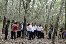 Perkebunan pohon karet