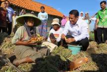 Mentan Amran Sulaiman berdialog dengan petani bawang merah Brebes.