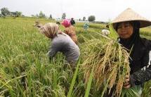Petani sedang memanen padi