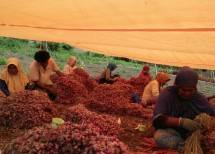 Pasokan Bawang Merah Berangsur Normal, Kementan Ingatkan Pedagang Jangan Berspekulasi