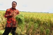 Mentan Amran Sulaiman di sawah