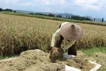 Petani sedang memproses padi menjadi gabah kering giling