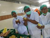 Bibit ayam