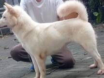 Mengenal BOLT Dog Puppy untuk Mendukung Pertumbuhan Optimal Anak Anjing